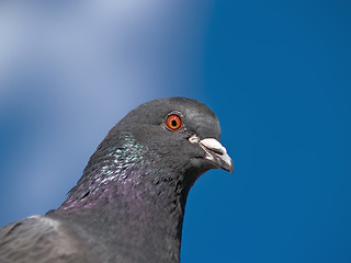 Image showing Pigeon Portrait