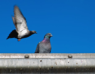 Image showing Pigeons