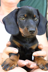 Image showing A Glancing Dog