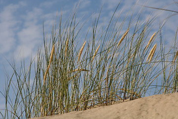 Image showing Flora of Dunes