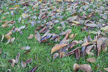 Image showing Fall in Tuscany, Italy, 2008