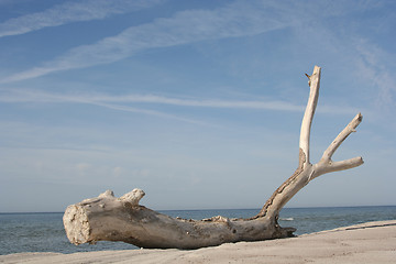 Image showing Dried-Up Tree