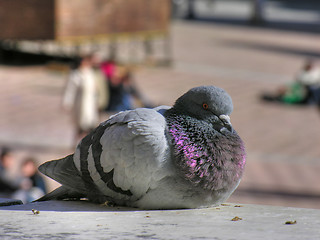 Image showing Pigeon in Siena, Tuscany, Italy