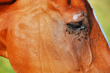 Image showing Horse Eye, Dolomites, 2007