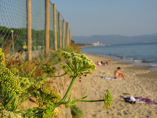 Image showing Flowers on the Coast, Tuscany, Italy