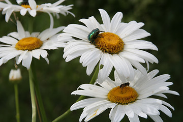 Image showing Flowers