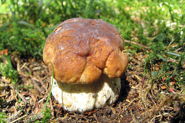 Image showing Mushroom, Dolomites, 2007