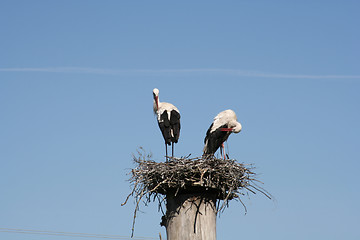 Image showing Storks in Their Nest