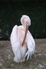 Image showing Pelican