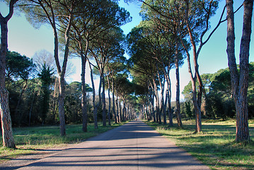 Image showing San Rossore Park, a Road in Tuscany