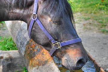 Image showing Drinking Horse in the Dolomites, Italy