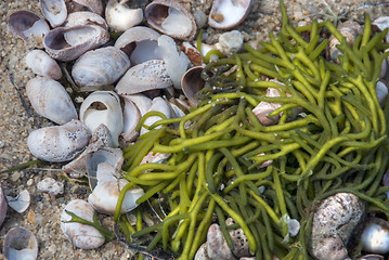 Image showing Algae and Shells in Nantucket, MA, August 2008