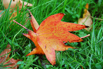 Image showing Leaves, Fall in Tuscany