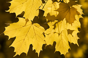 Image showing Leaves