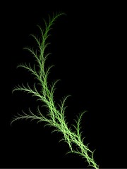 Image showing Plant fractal