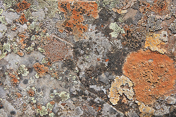 Image showing Lichen texture