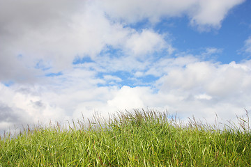 Image showing Green grass blue sky