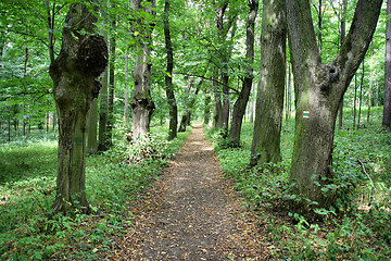 Image showing Deciduous forest