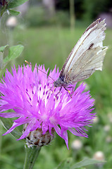 Image showing Butterfly