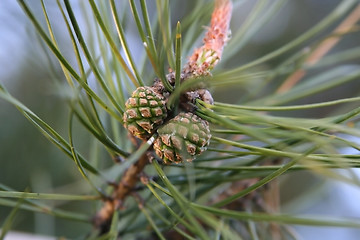 Image showing Cones