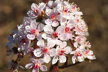 Image showing Spring Flower