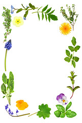 Image showing Herb Leaf and Floral Border