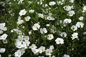 Image showing White Flowers