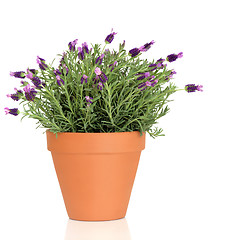 Image showing Lavender Herb Plant