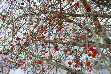 Image showing Berries in Winter