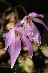 Image showing Flowers