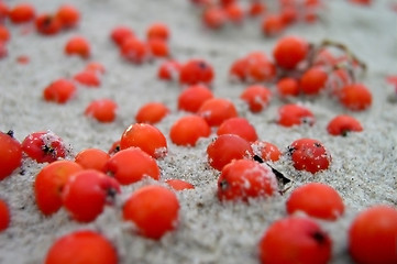 Image showing Berries in the Sand