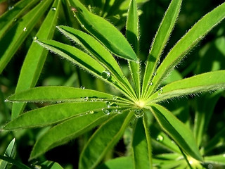 Image showing Lupin after Rain