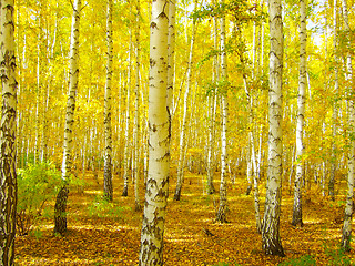 Image showing autumn forest