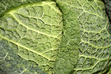 Image showing Savoy cabbage