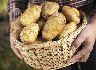 Image showing Potatoes