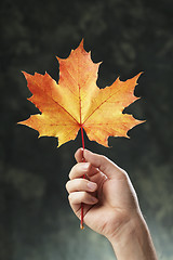 Image showing Autumn maple