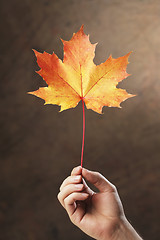 Image showing Autumn maple