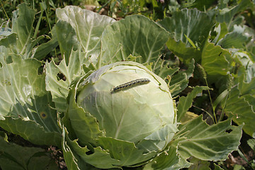 Image showing Worm on a Cabbage