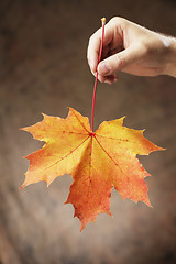 Image showing Autumn maple