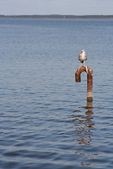 Image showing Tern