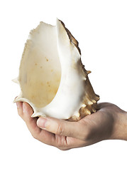 Image showing Seashell