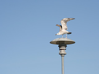 Image showing Tern with Wings Opened