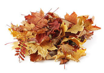 Image showing Autumn leaves