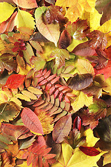 Image showing Autumn leaves