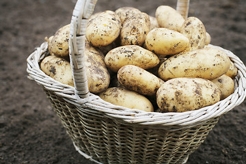 Image showing Harvest