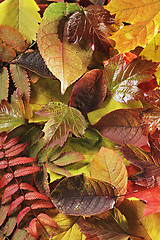 Image showing Autumn leaves