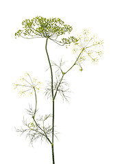 Image showing Dill (Anethum graveolens)