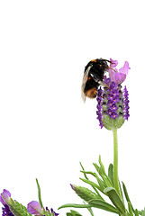 Image showing Bumble Bee and Lavender Herb Flowers