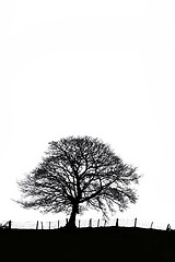 Image showing Sycamore Tree in Winter in Silhouette