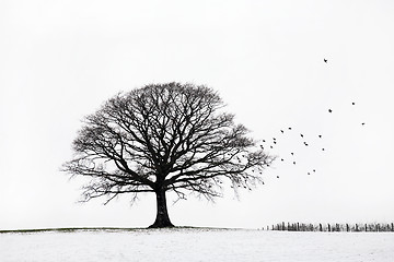 Image showing Oak Tree in Winter